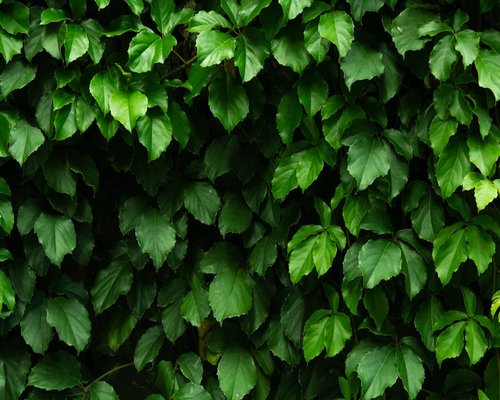 Green calming leaves background pattern