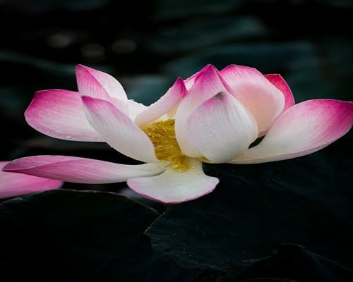Close up of lotus flower symbolizing peace and meditation